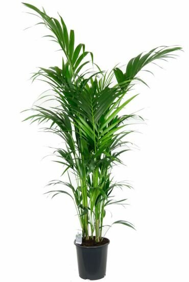 Kentia Palm