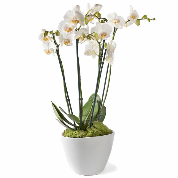 Orchidee Wit