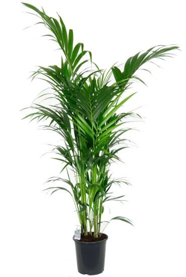 Kentia Palm