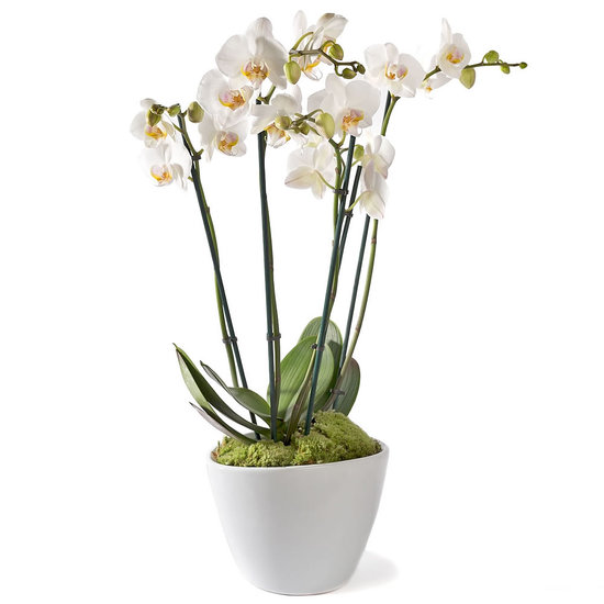 Orchidee Wit